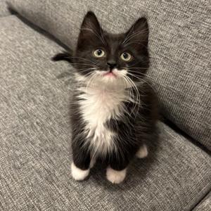 A black and white kitten sits on a gray couch.
