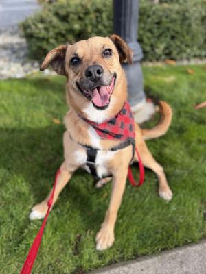 Ace, Labrador Retriever, adult, available for adoption