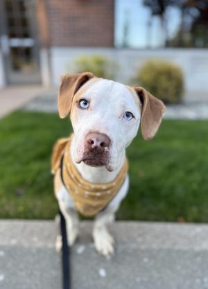 Bellatrix, Beagle / Dachshund, young, available for adoption