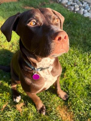 Brownie, Chocolate Labrador Retriever / Pit Bull Terrier, young, available for adoption