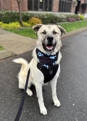 Baloo, Anatolian Shepherd / Labrador Retriever, adult, available for adoption