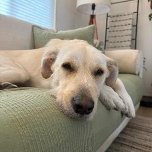 A light-colored dog lying on a green couch with its head resting on the armrest.