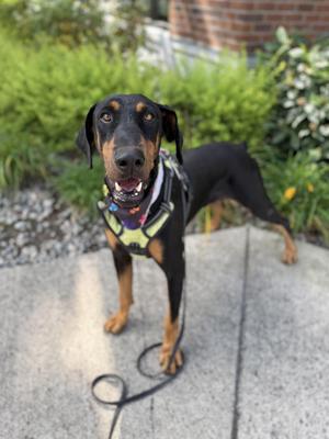 Astro, Doberman Pinscher, adult, available for adoption