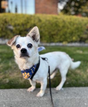 Brian, Chihuahua / Spaniel, senior, available for adoption
