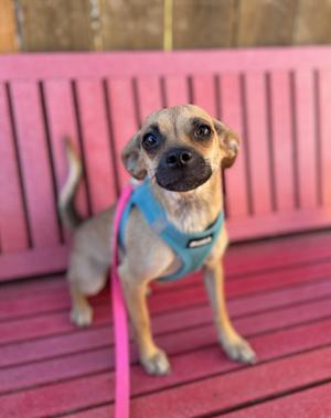 A small dog with a light brown coat and a black muzzle, wearing a blue harness and a pink leash, sitting on a pink wooden bench.