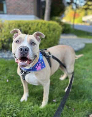 Boogie, Pit Bull Terrier, adult, available for adoption
