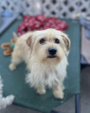 a small, fluffy dog with light brown fur standing on a green mat