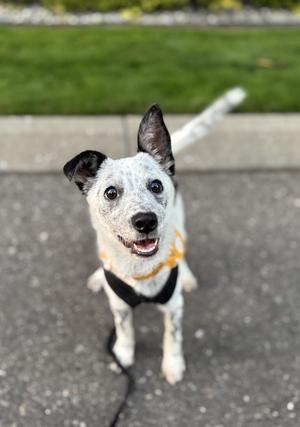 Abbey, Australian Cattle Dog / Blue Heeler / Cattle Dog, puppy, available for adoption