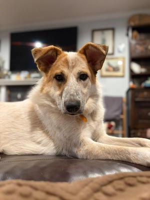 Adriana, Australian Cattle Dog / Blue Heeler / Shepherd, young, available for adoption