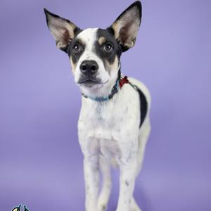 A white dog with black spots and a blue collar stands against a purple background.