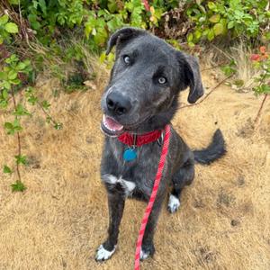 Beckham, Mixed Breed (Large), adult, available for adoption