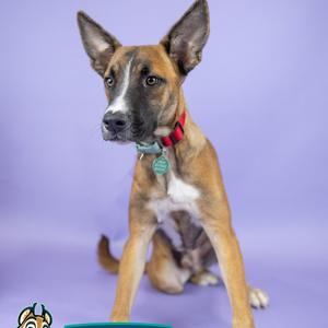 A brown and white dog with large ears and a red collar, sitting on a purple background.