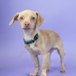 A light-colored dog with floppy ears and a green collar stands against a purple background.