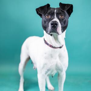 Cher, Mixed Breed (Medium), adult, available for adoption