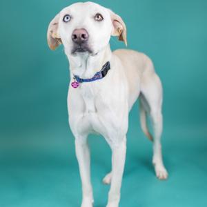 Bronson, Mixed Breed (Medium), adult, available for adoption