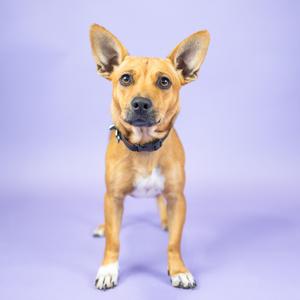 A brown dog with white paws and a black collar standing on a purple background.