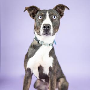 A dog with a white and brown coat, wearing a blue collar, sitting against a purple background.