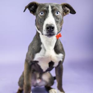 A dog with a black and white coat and blue eyes, wearing a red collar, sitting on a purple background.