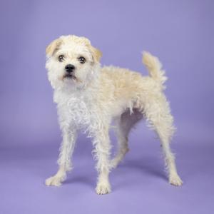 A small, fluffy white dog with a curly coat standing on a purple background.