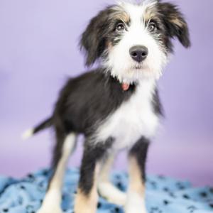 Hazel, Shepherd, Australian, puppy, available for adoption