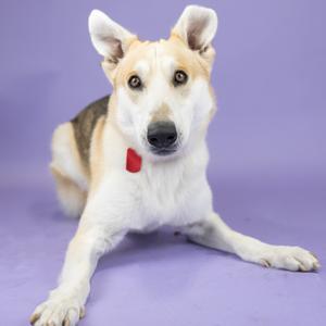 A dog with white and brown fur lying on a purple background, wearing a red collar.