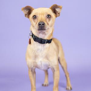 A small brown dog with large ears and a black collar standing against a purple background.