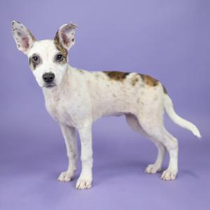 A white dog with brown spots standing on a purple background