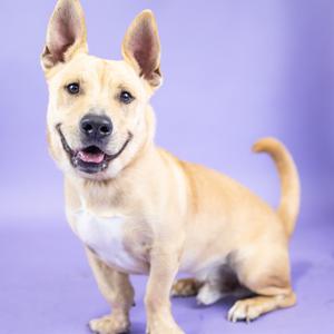 A light-colored dog with a white chest and a happy expression, sitting on a purple background.