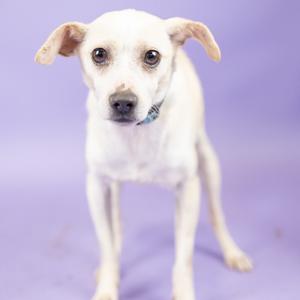 A small, light-colored dog with large ears stands against a purple background, looking directly at the camera.