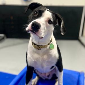Chrissy, Mixed Breed (Medium), adult, available for adoption