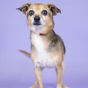 A small dog with a light brown and white coat standing on a purple background.