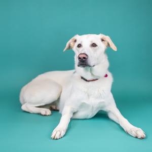 A white dog with light brown ears lies on a teal background, looking to the left.