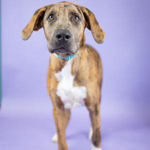 A brindle and white dog with floppy ears and a blue collar stands against a purple background.
