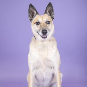 A light-colored dog with pointed ears and a black nose, sitting against a purple background.