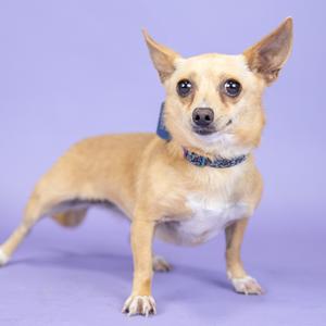 A small tan chihuahua with large ears and dark eyes stands on a purple background, wearing a blue collar.