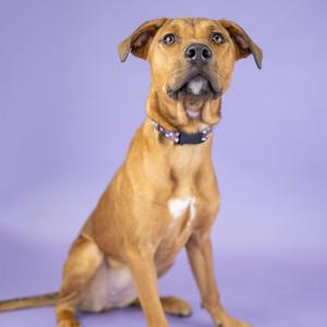 A brown dog with a black collar sitting on a purple background.