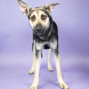 A black and tan dog with pointed ears standing on a purple background.