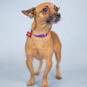 A small brown dog with a purple collar standing on a light blue background.