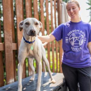 Biscuit, Mixed Breed (Medium), adult, available for adoption