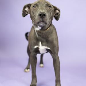 A gray puppy with a white patch on its chest standing on a purple background.