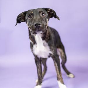 A black and white dog with a brindle pattern standing on a purple background.