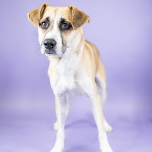 A light brown and white dog with floppy ears standing against a purple background.