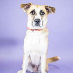 A light-colored dog with floppy ears and a pink collar sitting on a purple background.