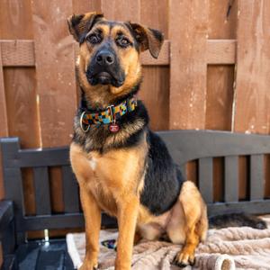 Deena, Shepherd, adult, available for adoption