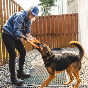 Deena, Shepherd, adult, available for adoption
