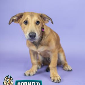 A small brown dog with floppy ears and a pink collar sits on a purple background.