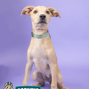 A light-colored dog with floppy ears wearing a green collar, sitting on a purple background.