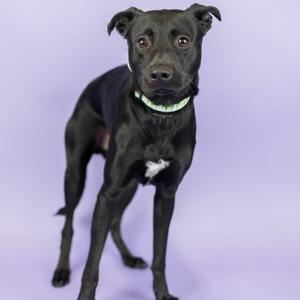 A black dog with a green collar standing against a purple background.