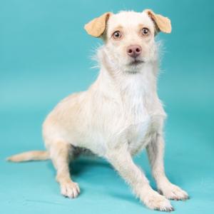 A small, light-colored dog with floppy ears and a white coat is sitting on a teal background.