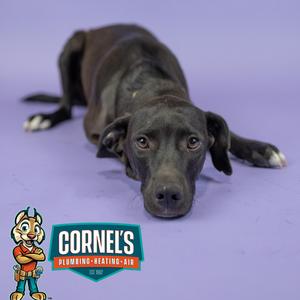 A black dog lying on a purple background with a logo in the bottom left corner that says "Corne's Plumbing, Heating, Air".